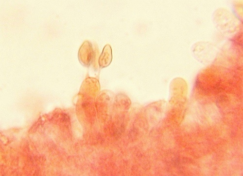 poľnička polguľovitá / polnička polokulovitá