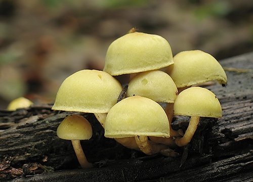 strapcovka zväzkovitá / třepenitka svazčitá