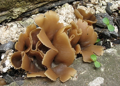 čiaška