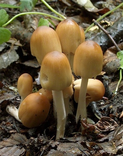 hnojník ligotavý / hnojník třpytivý