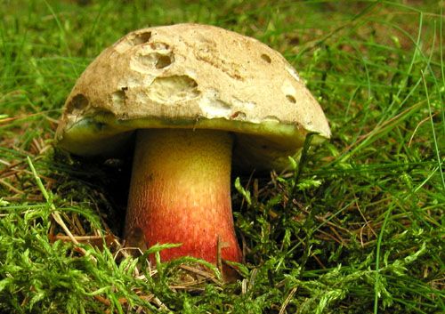 hríb červený / hřib kříšť