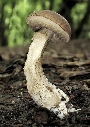 kozák hrabový / kozák habrový
