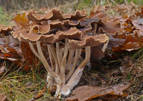 drobuľka (bližšie neurčená)