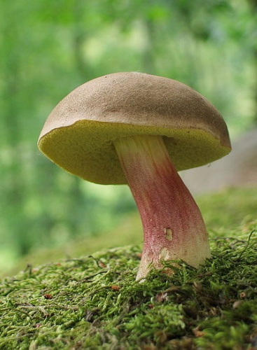 suchohríb žltomäsový / hřib žlutomasý