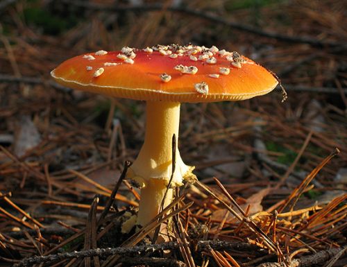 muchotrávka červená / muchomůrka červená