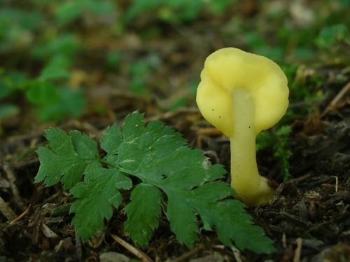 lopatička žltkastá / lopatička kyjovitá
