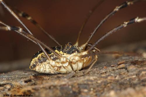 Mitopus morio