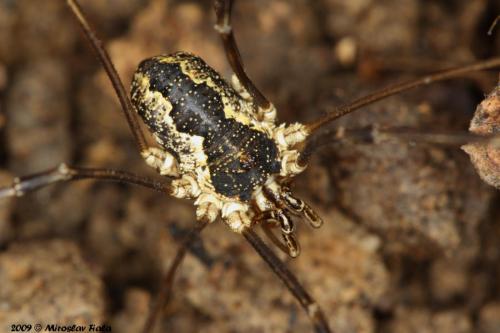 Mitopus morio