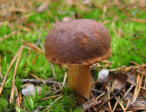 suchohríb hnedý / hřib hnědý