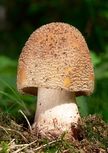 muchotrávka červenkastá / muchomůrka růžovka