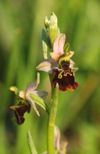 hmyzovník čmeľovitý