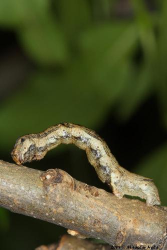 Geometridae