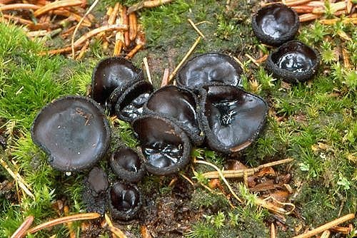 misôčka černastá / ušíčko černé