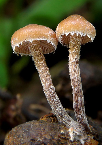 Holohlavec vločkatý