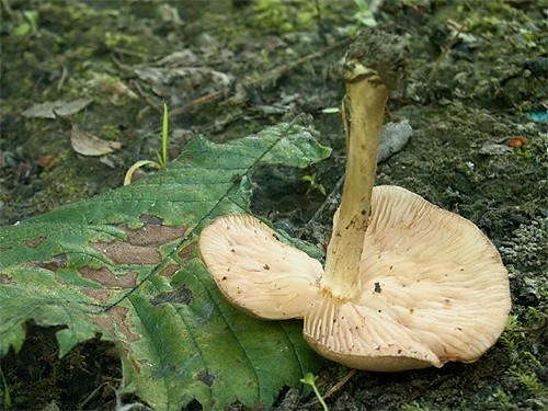 hodvábnica výstredná / závojenka výstředná