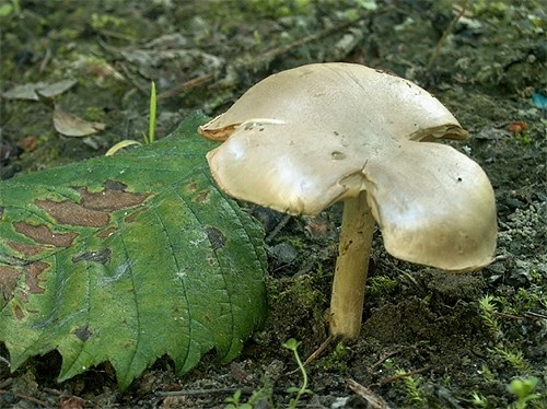 hodvábnica výstredná / závojenka výstředná