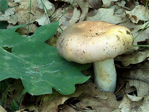 plávka mandľová / holubinka mandlová