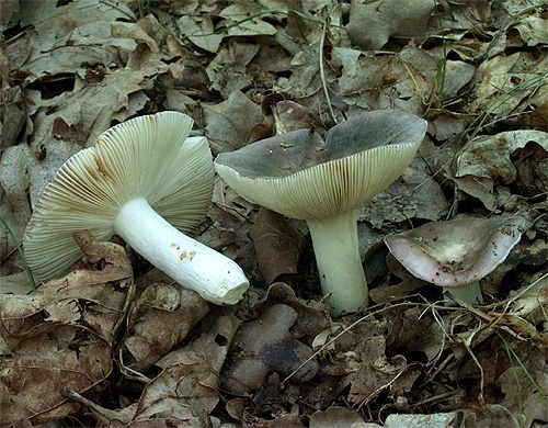 plávka (bližšie neurčená)