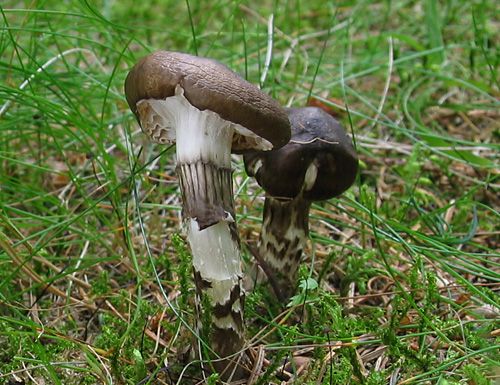 šťavnačka olivovohnedá / šťavnatka olivově bílá