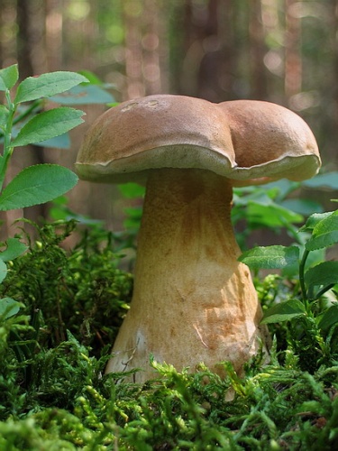 podhríb žlčový / hřib žlučník