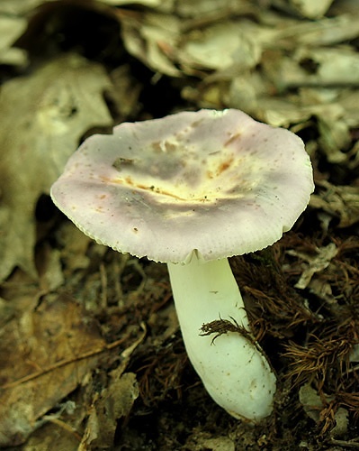 plávka (bližšie neurčená)