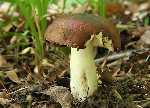 plávka (bližšie neurčená)