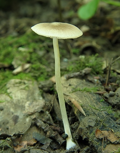 štítovka (bližšie neurčená)