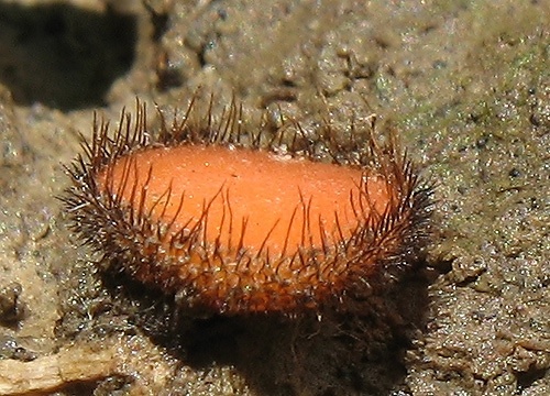 štítovnička (bližšie neurčená)