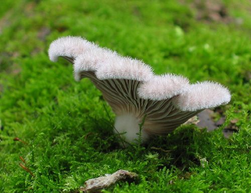 klanolupeňovka obyčajná / klanolístka obecná