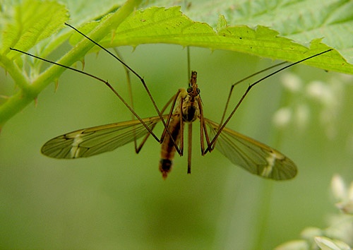 tipula (bližšie neurčená)