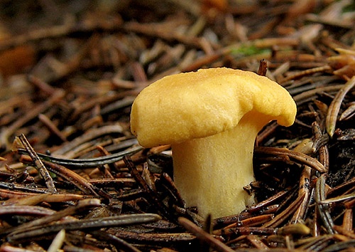 kuriatko jedlé / liška obecná