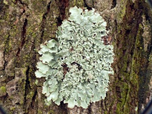 Flavopunctelia soredica