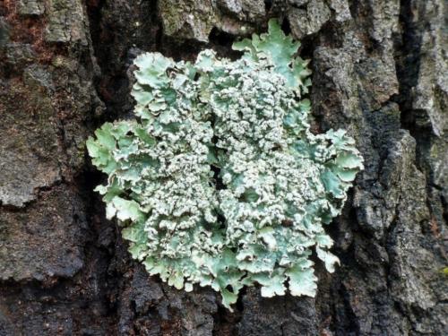 Flavopunctelia soredica