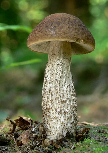 kozák hrabový / kozák habrový