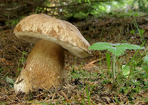 podhríb žlčový / hřib žlučník