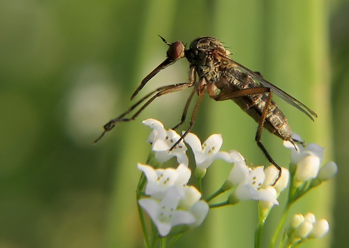 Empis tessellata