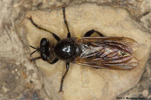 Choerades sp.