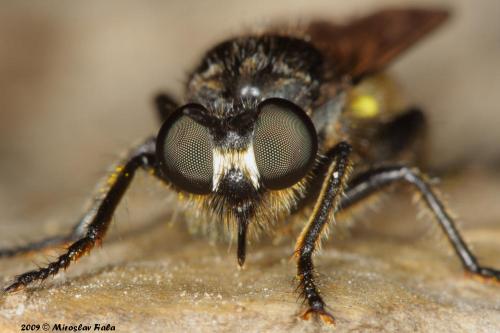 Choerades sp.