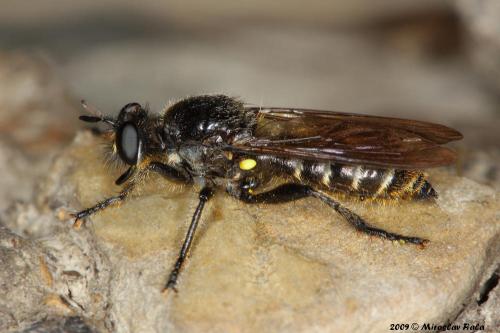 Choerades sp.