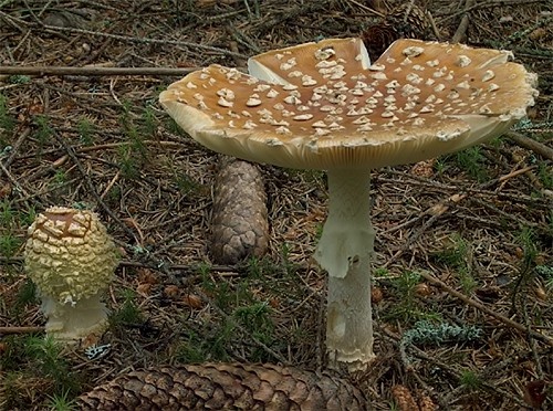 muchotrávka kráľovská / muchomůrka královská