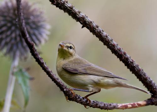 kolibkárik čipčavý