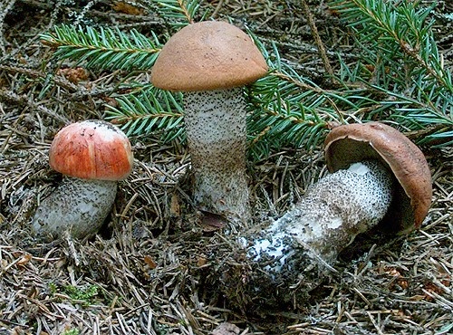 kozák smrekový / křemenáč smrkový