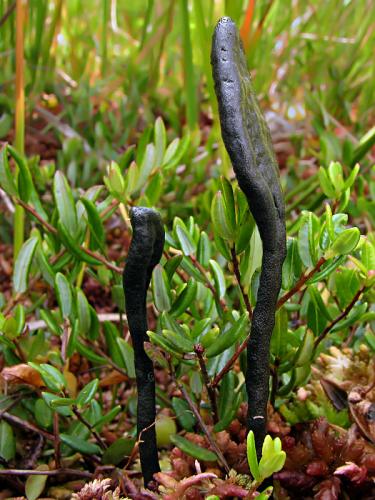 jazýček / pazoubek černý