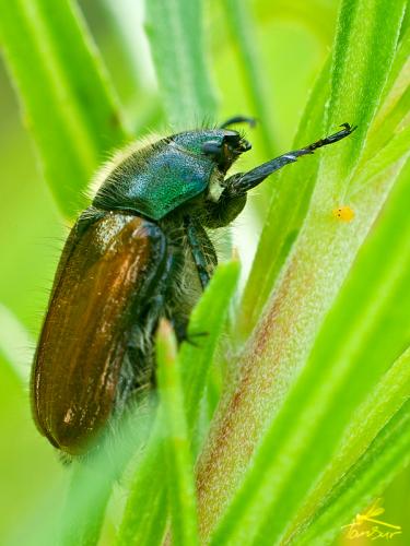 chrústovec záhradný