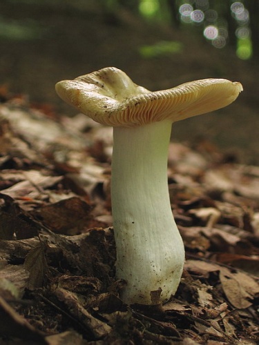 plávka hrabová / holubinka habrová