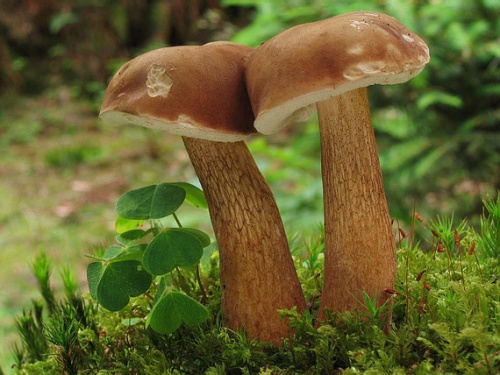 podhríb žlčový / hřib žlučník