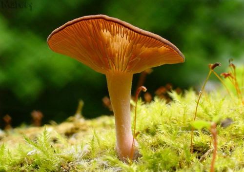 kalichovka fialovoružová / kalichovka lužní