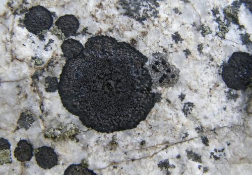 Rhizocarpon ?