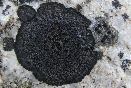 Rhizocarpon ?