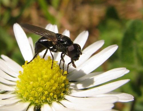 Cheilosia sp.